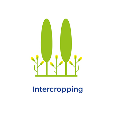 Intercropping