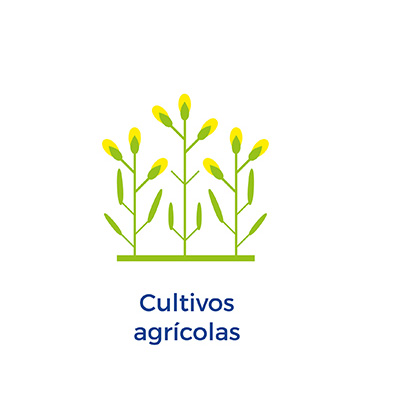 Cultivos agrícolas