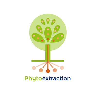 Phytoextraction