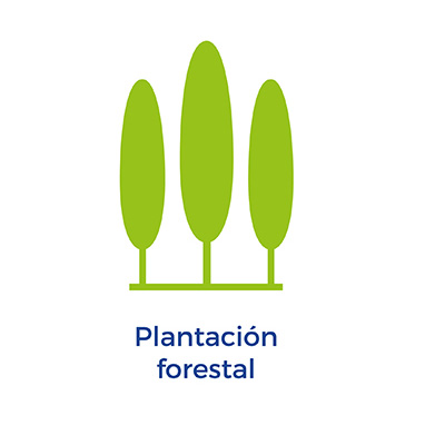 Plantación forestal